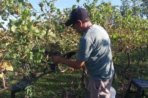Jornada de Vendimia en Bodega Juan Girbich - Aldea Jacobi, Entre Ríos