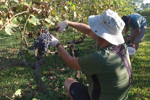 Jornada de Vendimia en Bodega Juan Girbich - Aldea Jacobi, Entre Ríos