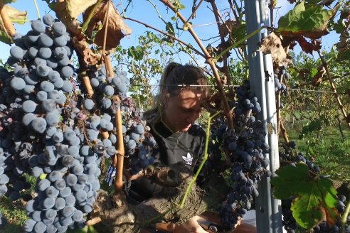 Jornada de Vendimia en Bodega Juan Girbich - Aldea Jacobi, Entre Ríos