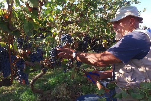 Jornada de Vendimia en Bodega Juan Girbich - Aldea Jacobi, Entre Ríos