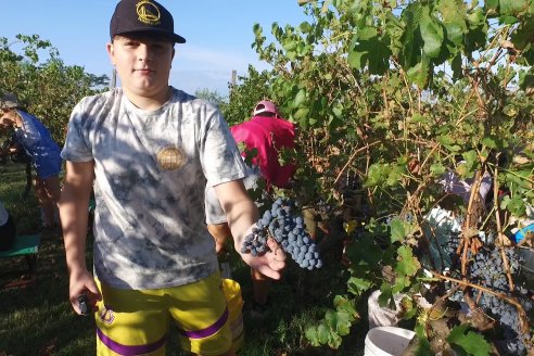 Jornada de Vendimia en Bodega Juan Girbich - Aldea Jacobi, Entre Ríos