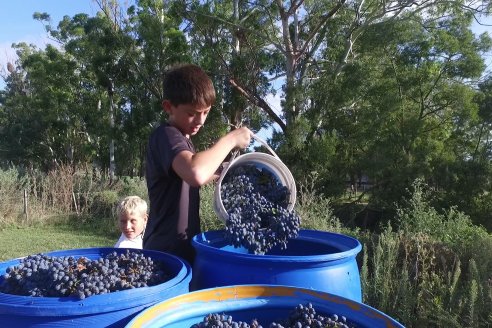 Jornada de Vendimia en Bodega Juan Girbich - Aldea Jacobi, Entre Ríos