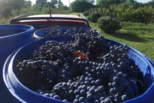 Jornada de Vendimia en Bodega Juan Girbich - Aldea Jacobi, Entre Ríos