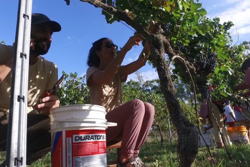 Jornada de Vendimia en Bodega Juan Girbich - Aldea Jacobi, Entre Ríos