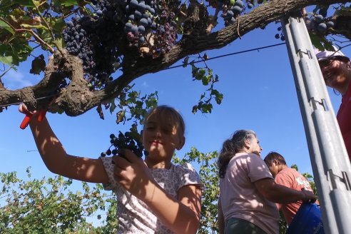 Jornada de Vendimia en Bodega Juan Girbich - Aldea Jacobi, Entre Ríos