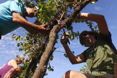 Jornada de Vendimia en Bodega Juan Girbich - Aldea Jacobi, Entre Ríos