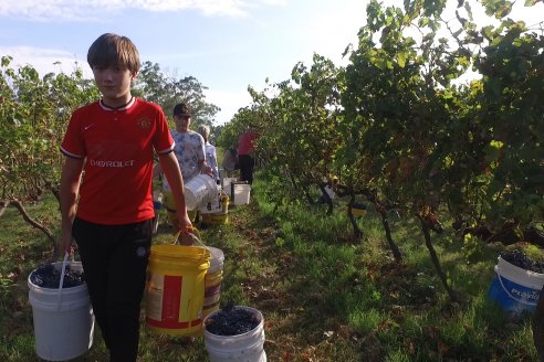 Jornada de Vendimia en Bodega Juan Girbich - Aldea Jacobi, Entre Ríos
