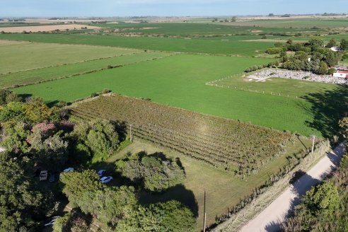 Jornada de Vendimia en Bodega Juan Girbich - Aldea Jacobi, Entre Ríos