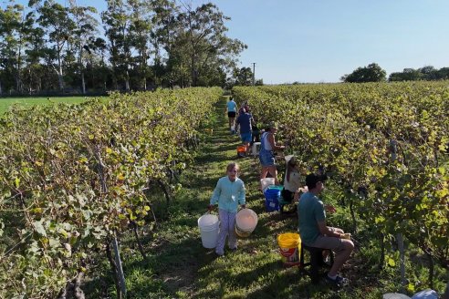 Jornada de Vendimia en Bodega Juan Girbich - Aldea Jacobi, Entre Ríos