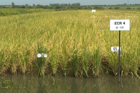 1° Tour Productivo 2026 de AEPA - Visita a la EEA INTA C.del Uruguay