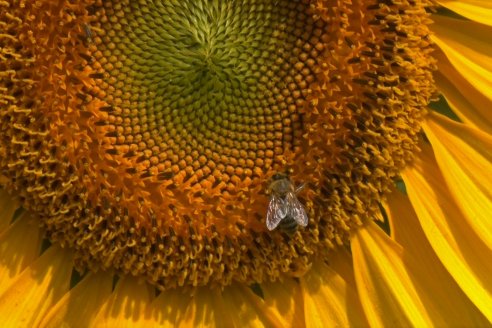 Agricultura: ¿cuánta superficie silvestre más puede perder el planeta?