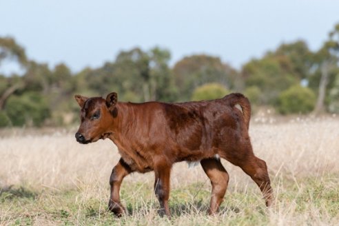 Terneros centinela:  Cómo funciona el sistema de vigilancia de fiebre aftosa
