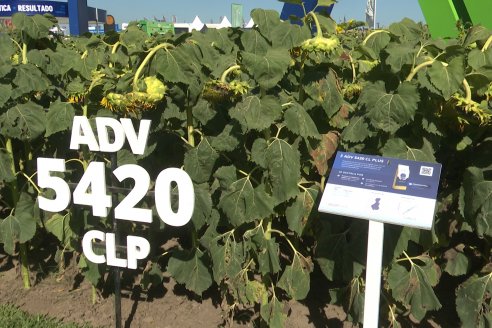 POSTALES EXPOAGRO 2026 - Parte 1