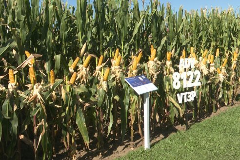 POSTALES EXPOAGRO 2026 - Parte 1