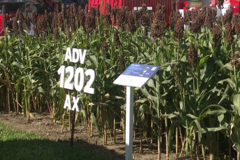 POSTALES EXPOAGRO 2026 - Parte 1