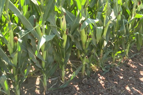 POSTALES EXPOAGRO 2026 - Parte 1