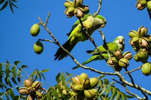 Loros al ataque tienen a mal traer a productores de pecanes en Larroque