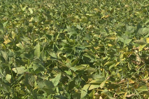 Recorrida Sojera Pioneer en Establ. San Alfonso en Colonia Ensayo, Entre Ríos