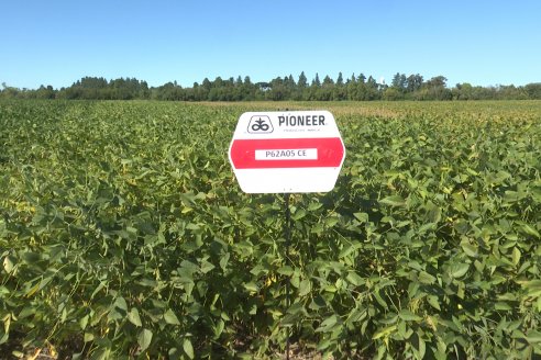 Recorrida Sojera Pioneer en Establ. San Alfonso en Colonia Ensayo, Entre Ríos