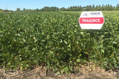 Recorrida Sojera Pioneer en Establ. San Alfonso en Colonia Ensayo, Entre Ríos