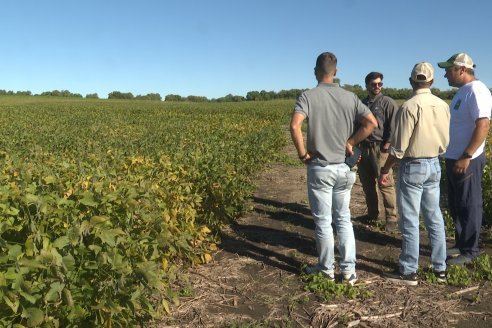 Recorrida Sojera Pioneer en Establ. San Alfonso en Colonia Ensayo, Entre Ríos