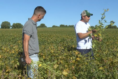 Recorrida Sojera Pioneer en Establ. San Alfonso en Colonia Ensayo, Entre Ríos