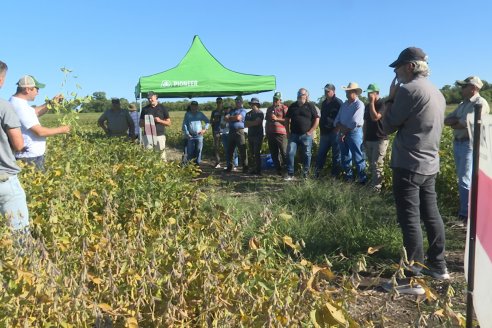 Recorrida Sojera Pioneer en Establ. San Alfonso en Colonia Ensayo, Entre Ríos
