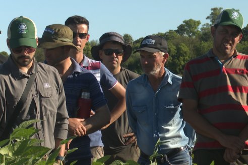 Recorrida Sojera Pioneer en Establ. San Alfonso en Colonia Ensayo, Entre Ríos