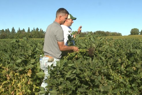 Recorrida Sojera Pioneer en Establ. San Alfonso en Colonia Ensayo, Entre Ríos