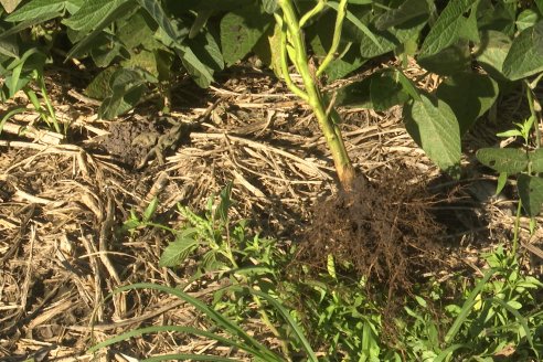 Recorrida Sojera Pioneer en Establ. San Alfonso en Colonia Ensayo, Entre Ríos