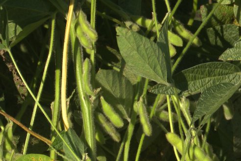 Recorrida Sojera Pioneer en Establ. San Alfonso en Colonia Ensayo, Entre Ríos