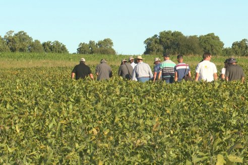 Recorrida Sojera Pioneer en Establ. San Alfonso en Colonia Ensayo, Entre Ríos