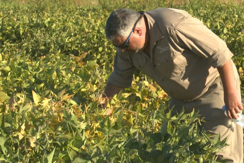 Recorrida Sojera Pioneer en Establ. San Alfonso en Colonia Ensayo, Entre Ríos