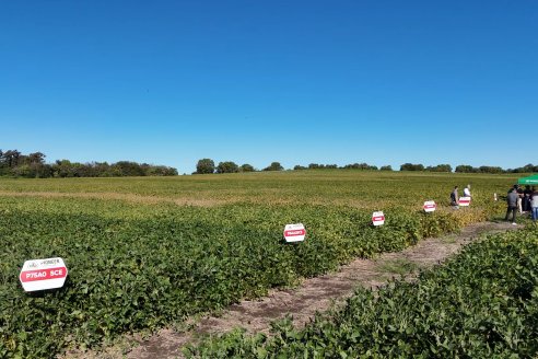 Recorrida Sojera Pioneer en Establ. San Alfonso en Colonia Ensayo, Entre Ríos