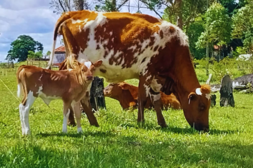 Adaptabilidad, rusticidad, facilidad de parto y longevidad son los principales atributos del bovino Criollo argentino