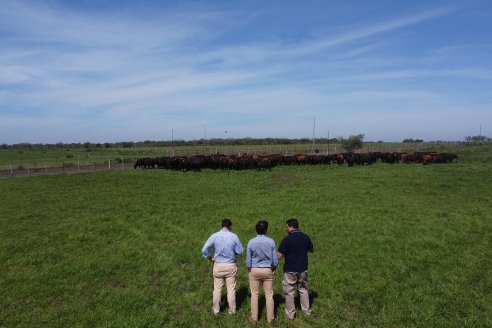 Raro: legisladores entrerrianos debaten un proyecto de Código Rural que prevé regulaciones a la actividad