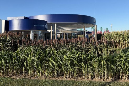 Descubren cómo evitar pérdidas millonarias en sorgo por el brotado previo a la cosecha