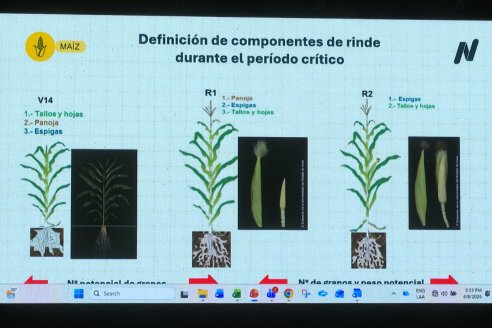 Jornada Técnica CAMPO LIDER NIDERA - AGRINSUR SRL   Gilbert, Entre Ríos