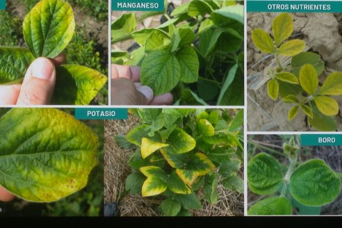 Jornada Técnica CAMPO LIDER NIDERA - AGRINSUR SRL   Gilbert, Entre Ríos