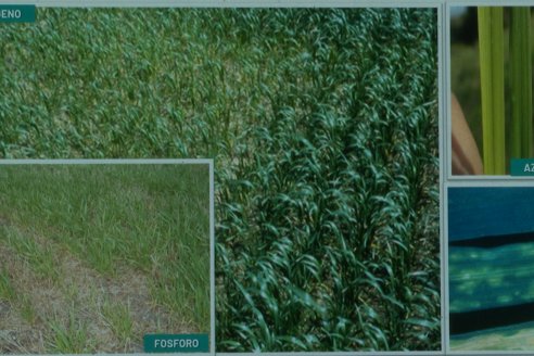 Jornada Técnica CAMPO LIDER NIDERA - AGRINSUR SRL   Gilbert, Entre Ríos