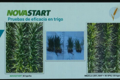 Jornada Técnica CAMPO LIDER NIDERA - AGRINSUR SRL   Gilbert, Entre Ríos