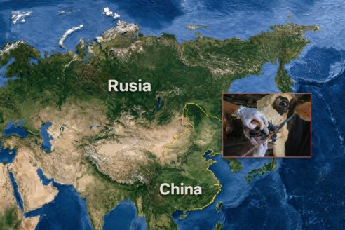 Por brotes de aftosa, Rusia ejecuta matanza masiva de vacunos