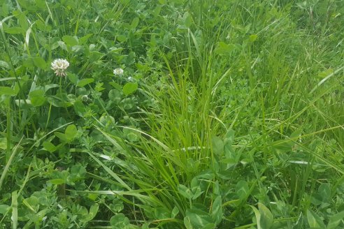 Contaron 237 plantas tóxicas que afectan al ganado, y con atenuantes, sumaron a la festuca