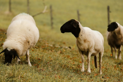 En Entre Ríos y Santa Fe detectaron brotes de scrapie clásico en ovinos importados