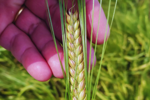 Beatriz es el nombre de un nuevo cultivar de cebada cervecera que ofrece buen rinde para grano o silaje