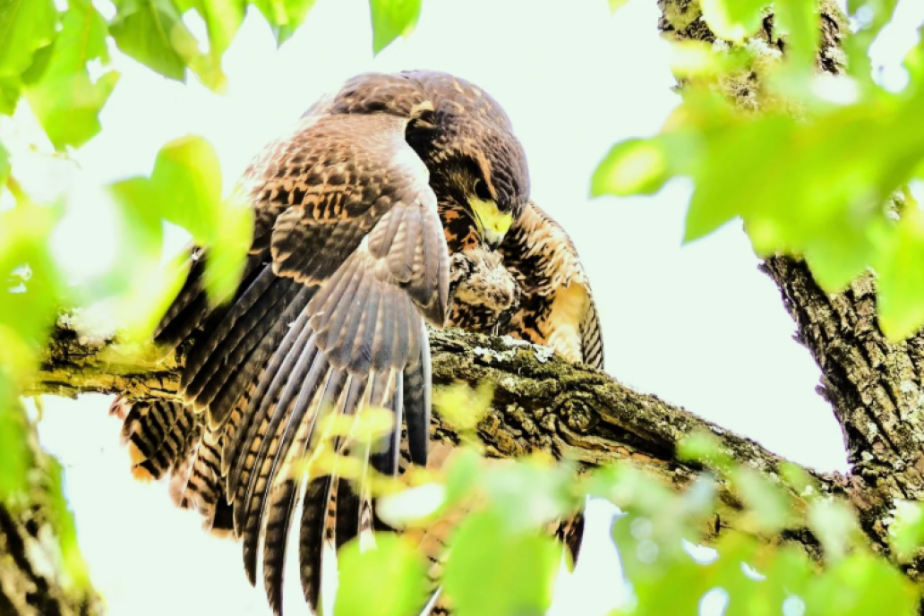 Foto gentileza Sergio Taffarel