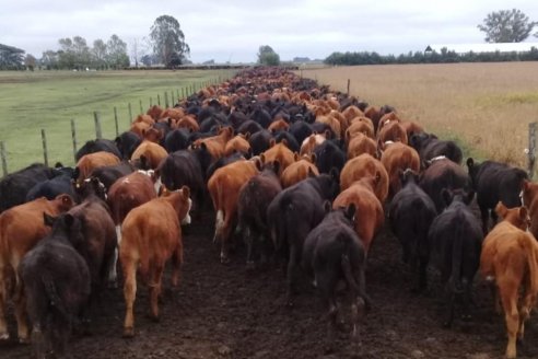 Revolución ganadera de mayo: la oportunidad que empezó a jugarse en los corrales
