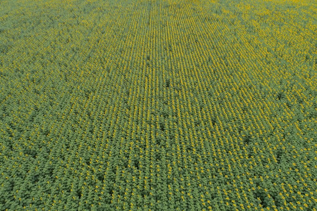 La próxima campaña de Girasol en nuestro país pueda superar a la presente