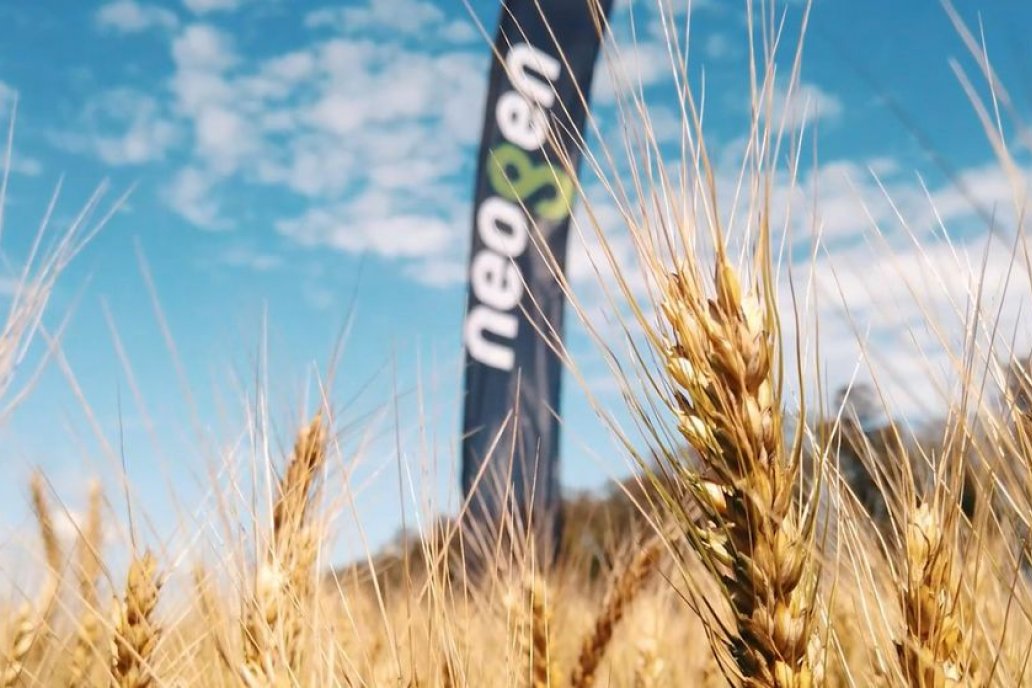 La nueva campaña de trigo arranca con expectativas positivas