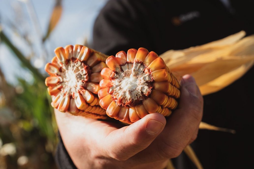 Maiz Supra: la respuesta a una agronomía cada vez más precisa y estratégica.